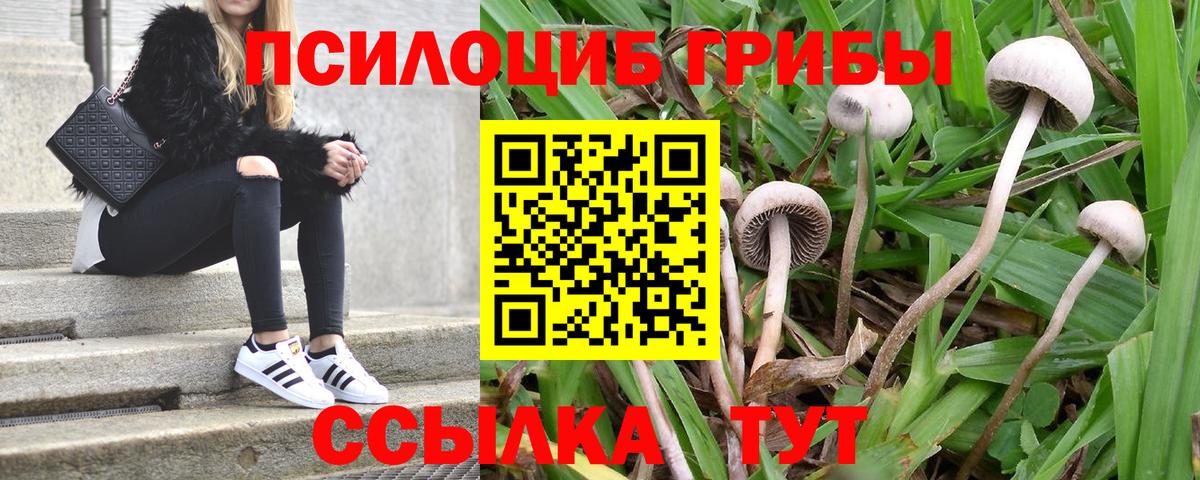 Фурманов  Галлюциногенные грибы Cubensis  Вход с VPN 